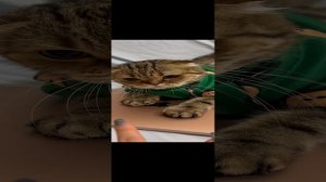 Шотландская вислоухая кошка охраняет MacBook