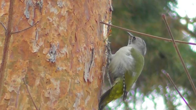 Седой дятел. Самец ( Picus canus ) смотреть онлайн
