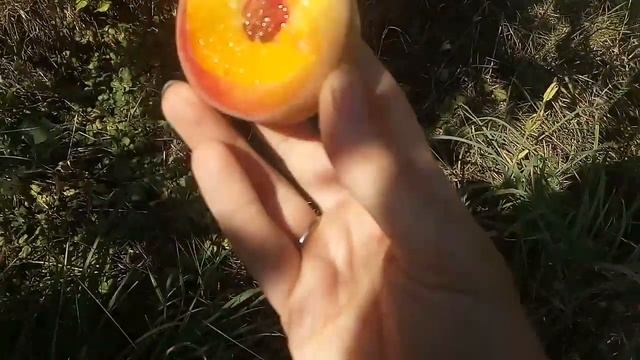 Персик Золотая москва смотреть онлайн