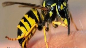 Жало осы — как вытащить