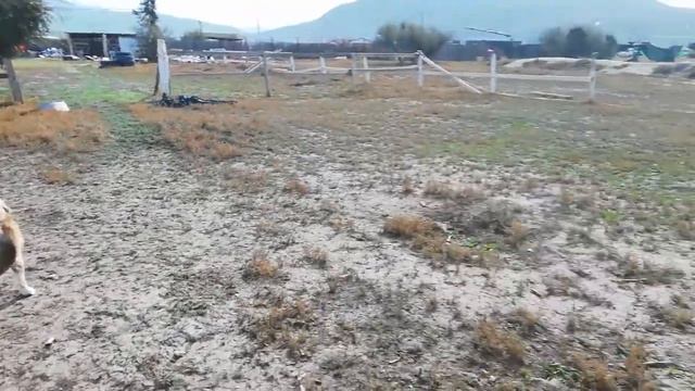 ЛОШАДКИ Бильбо молодец🐎🐎🐎🐾🐾🐾🐕 смотреть онлайн
