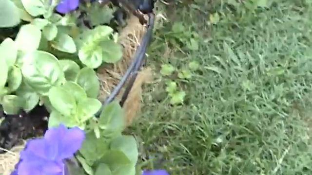 Butterfly on petunias--surprise! смотреть онлайн