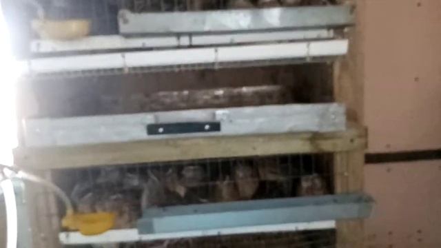 Как перепела в неотапливаемом сарае в - 7° смотреть онлайн