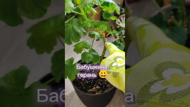 Какую Герань Обрезать Весной? ✂️ смотреть онлайн