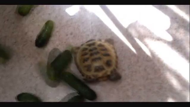 Как накормить черепаху за 1 секунду смотреть онлайн