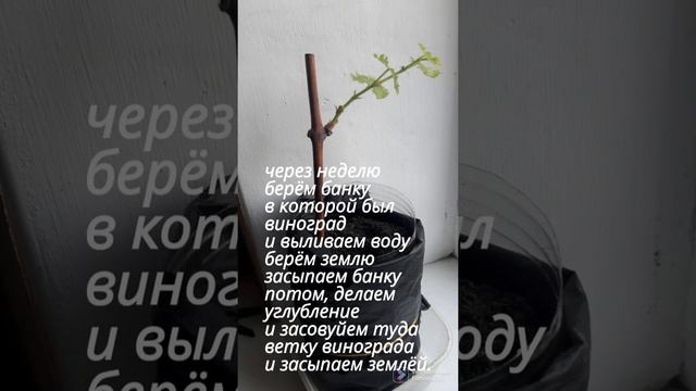 как посадить виноград в домашних условиях. смотреть онлайн