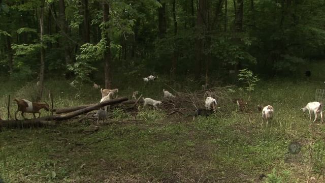 Goats on the Go смотреть онлайн