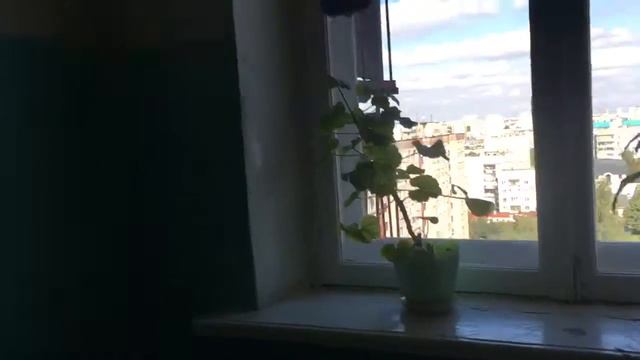 Голубь сука смотреть онлайн