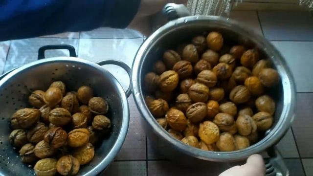 скупщики грецких орехов не хотят чтоб вы об этом знали смотреть онлайн