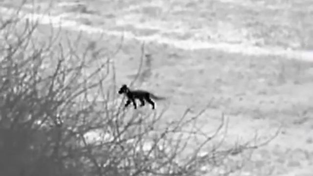 NIGHT PEARL SCOPS 19 PRO WI-FI смотреть онлайн