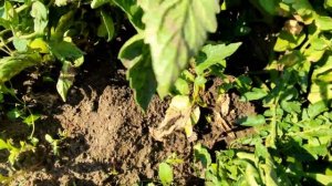 ??ТОМАТ ТУРМАЛИН - ФИШКА СЕЗОНА. ОБЗОР СОРТА