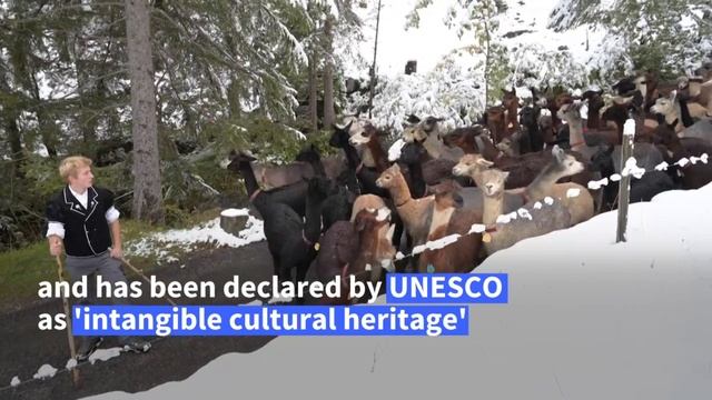 Meet Europe's largest herd of llamas and alpacas | AFP смотреть онлайн