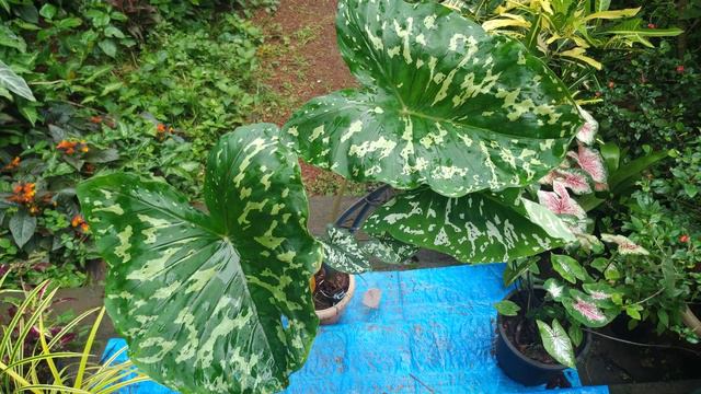 Alocasia Hilo Beauty (Hilo Beauty elephant ear) plant care смотреть онлайн