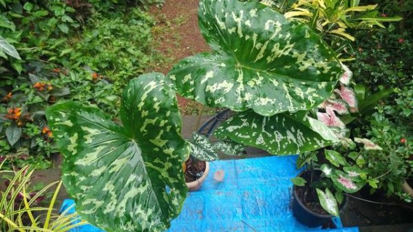 Alocasia Hilo Beauty (Hilo Beauty elephant ear) plant care