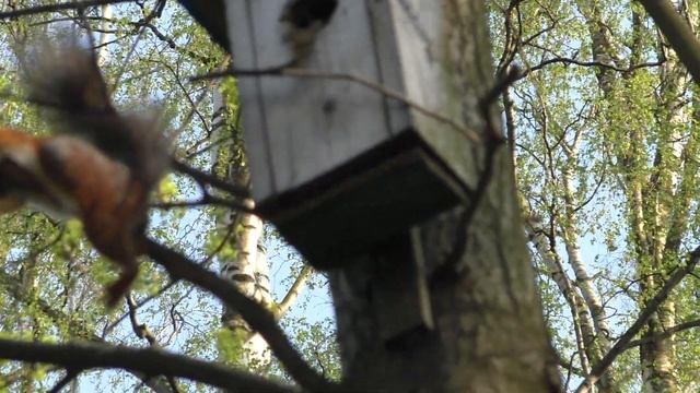 Белка расслабляется на ветке дерева. смотреть онлайн