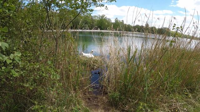Лебедиха высиживает птенцов (30.05.2021) смотреть онлайн