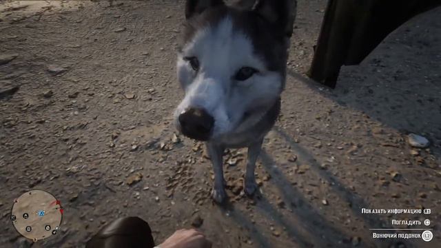 Милый хаски | Red Dead Online смотреть онлайн