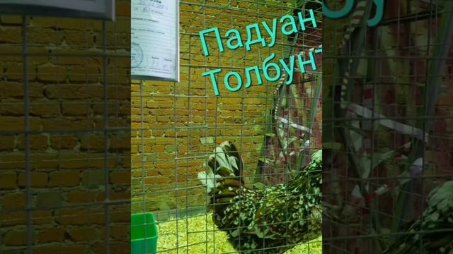 Выставка породной птицы кур ,Гордость России 2023 в Коломне, наше участие на выставке смотреть онлайн