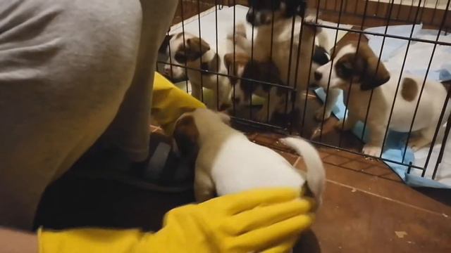 ЩЕНКИ породы Джек-рассел-терьер / НАШИ ЩЕНКИ