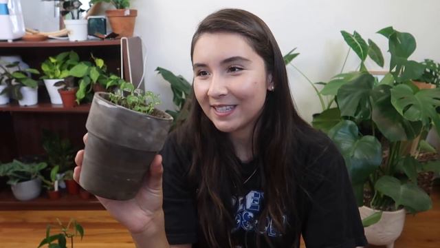 My Favorite Fast Growing Houseplants For Any Collection смотреть онлайн