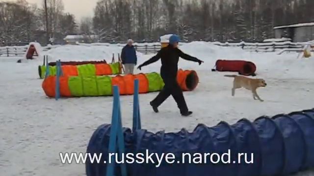 Лабрадор Соня смотреть онлайн