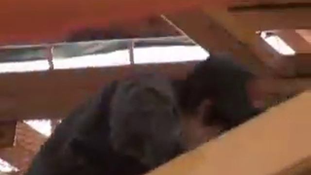Warum man seine Kinder nie unbeaufsichtigt lassen sollte... смотреть онлайн