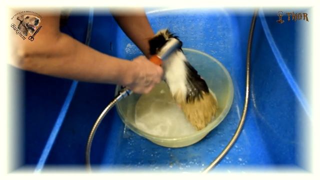 Как и чем мыть Перуанскую Длинношёрстную морскую свинку? - THOR - МиШГ ВИКОНТ смотреть онлайн