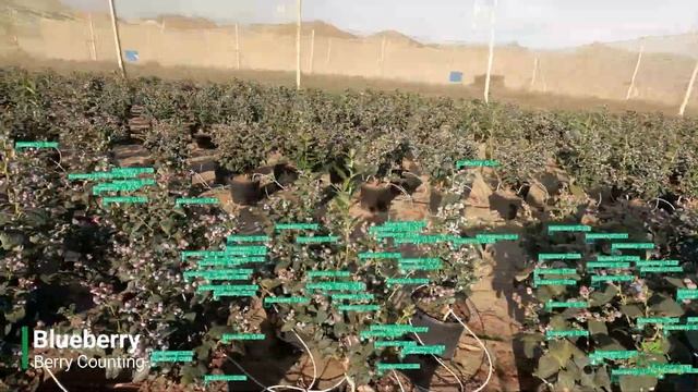 Bitwise Agronomy | Blueberry - Berry Counting смотреть онлайн