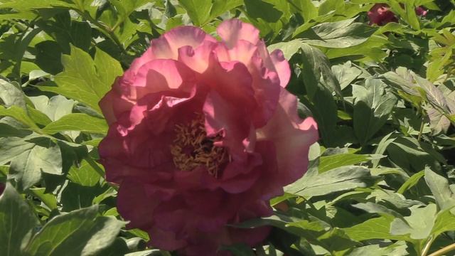 Tree Peony Varieties & How To Grow Them (Peony Rose) -  Ron Boekel