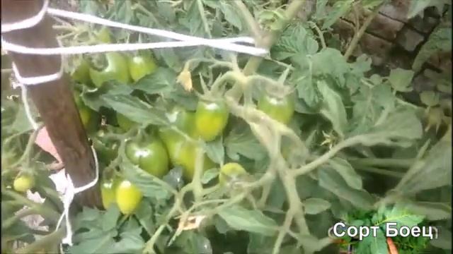 Сорт Боец доказал, что он самый выносливый! смотреть онлайн