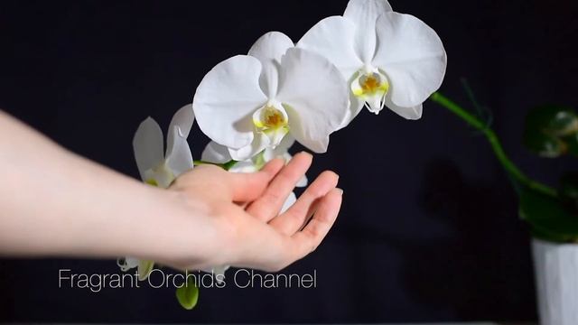Phalaenopsis Singolo. смотреть онлайн
