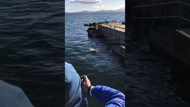 Сивучи (морские львы) Камчатка 09.2018 смотреть онлайн