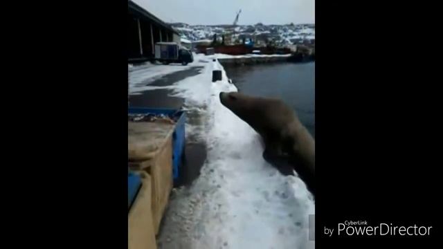 Морской котик кушает рыбку смотреть онлайн