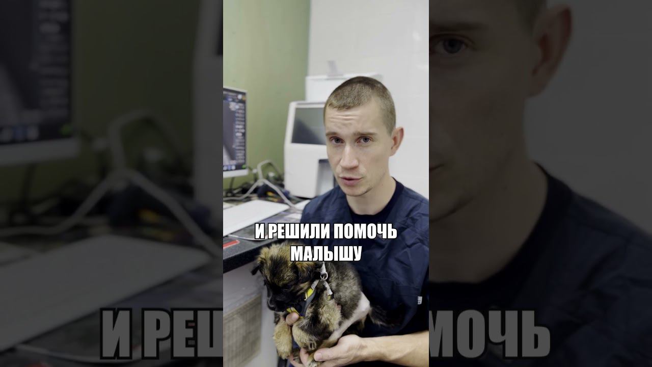Малышу никто не помог #ветеринария #ветеринарнаяклиника #помощь #щенок #бедро #перелом #животные смотреть онлайн