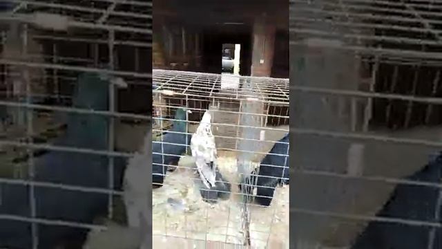 Бакинские широкохвостые акбаши///89181943342 смотреть онлайн