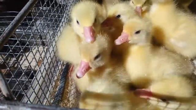 ЦЫПЛЯТА, УТЯТА, ГУСЯТА. //ПТИЧИЙ РЫНОК // ПЕРЕПУТАЛА ГУСЯТ//СОВЕТУЕМ ЕГО ПОСМОТРЕТЬ. смотреть онлайн