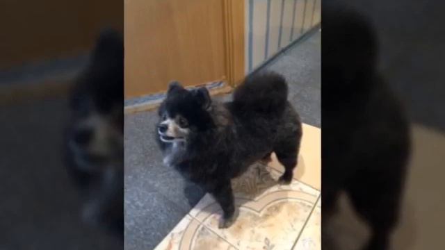 Мой кот Ёжик и моя собака Кузя