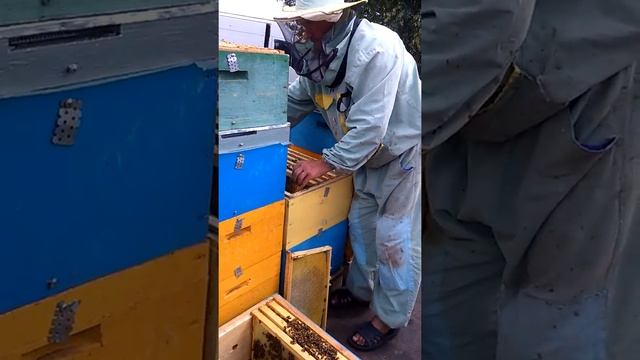 Добавляем вощину.