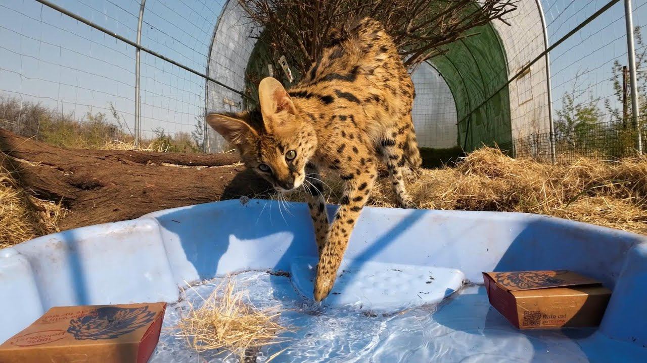 Сервалюша открыла купальный сезон. смотреть онлайн