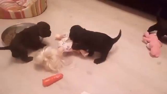 Америнский кокер спаниель п-к " ЭВЕЛВЕЙС" - С-Пб смотреть онлайн