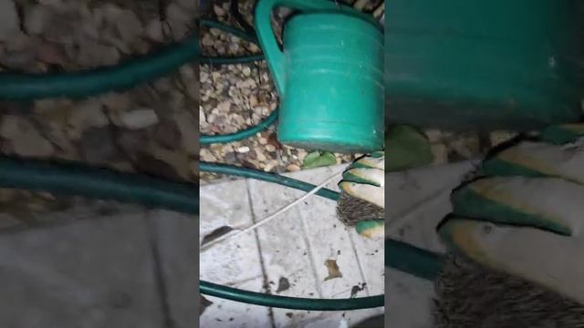 Принудительное кормление ежа смотреть онлайн