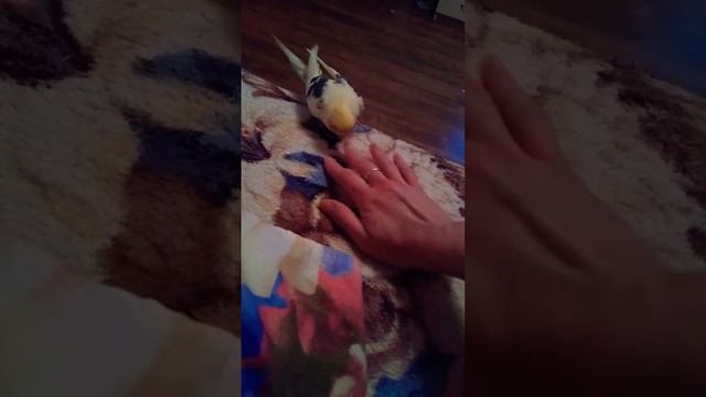 Корелла кусается😋это больно?