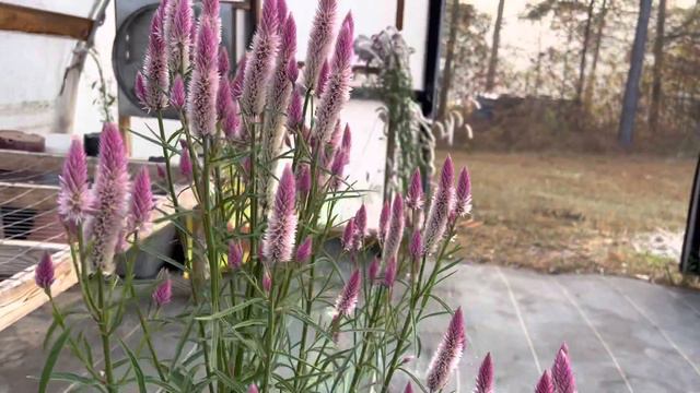 Flamingo Feather Celosia смотреть онлайн