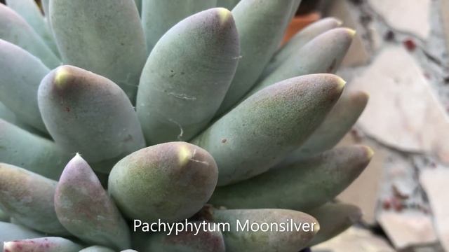 Crassula | Pink Vygie | Pachyphytum | Succulents of The Day | Leaf and Designs | Succulentas Del Di смотреть онлайн