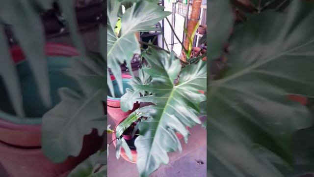 Philodendron Golden Dragon смотреть онлайн