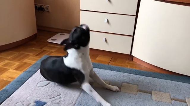 Тоник поёт смотреть онлайн