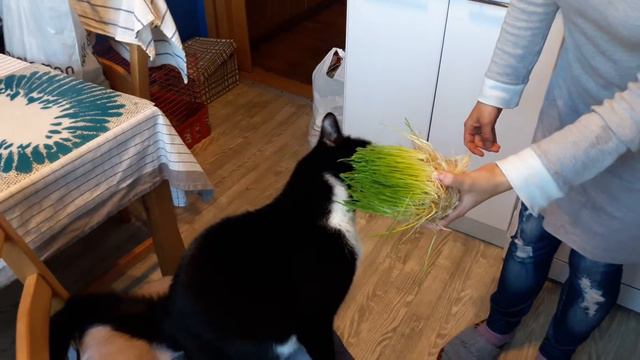 Кот дает лапу . Масик дает пять. смотреть онлайн