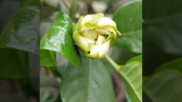Cape Jasmine Flowers/Gardenia Jasminoides Flowers/Rubiaceae Family/လမ်းဘေးကပန်းကလေးဇီဇဝါ