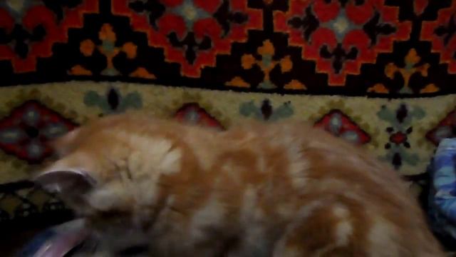Страйт кошка 25 06 15 смотреть онлайн