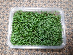 Как быстро вырастить микрозелень на коврике в домашних условиях